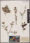 Foto von Salix aurita L.